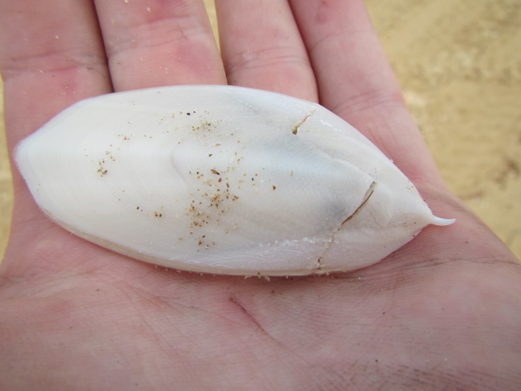 Ovalbone Cuttlefish