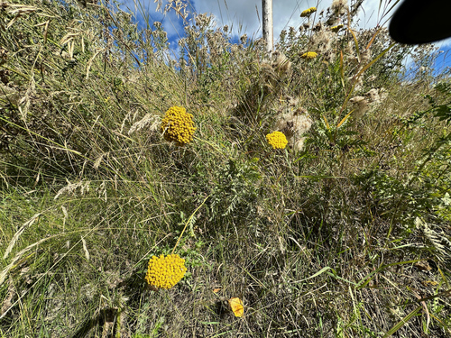 Image of Achillea filipendulina by no rights reserved