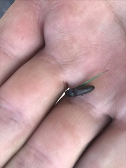 Acteniceromorphus spinosus