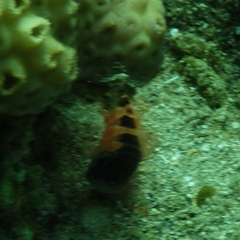 Malacoctenus triangulatus