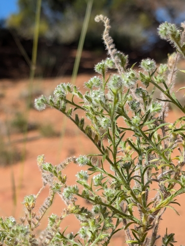 Cryptantha fendleri