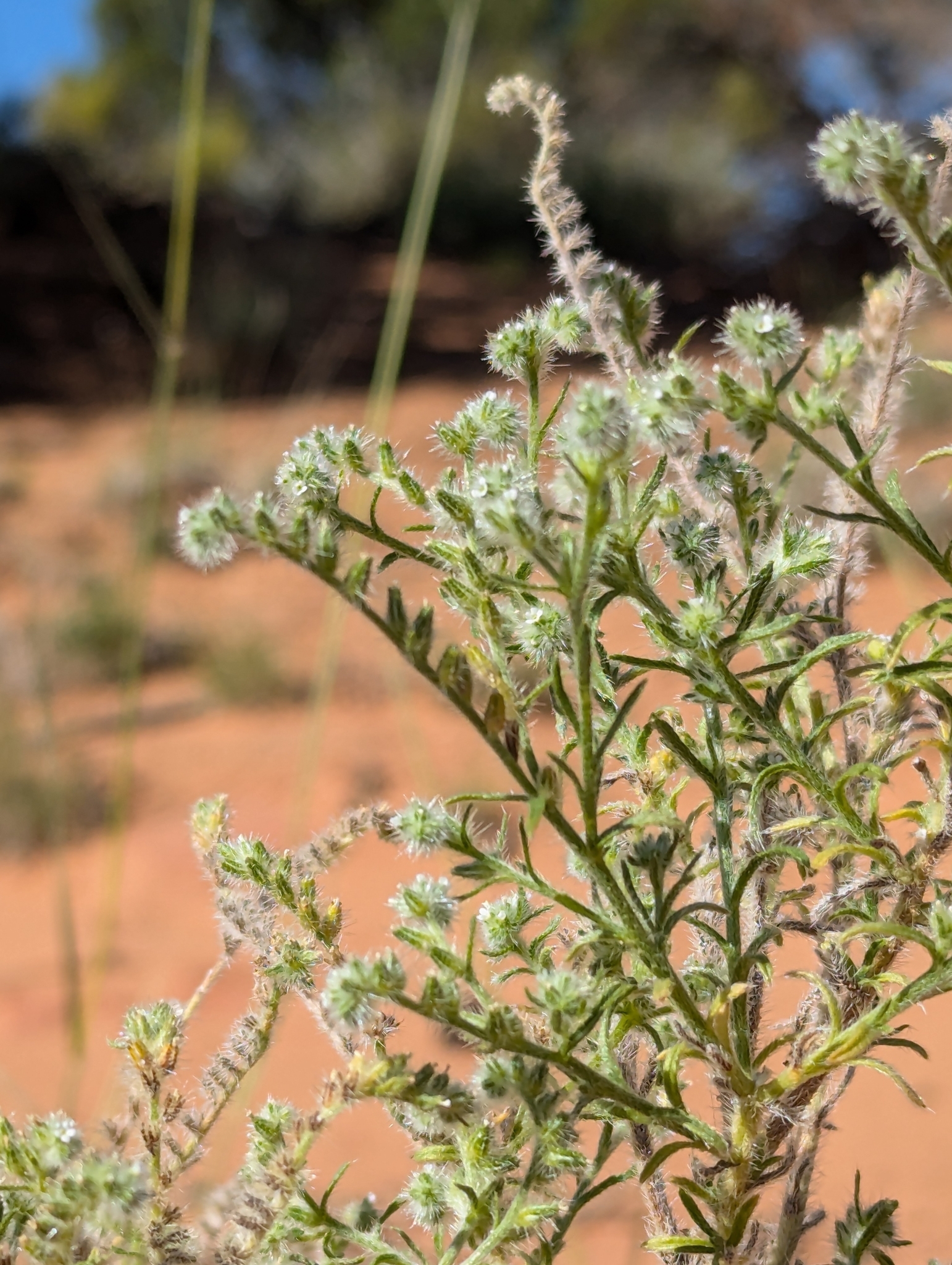 Cryptantha fendleri
