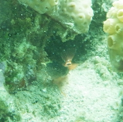 Malacoctenus triangulatus