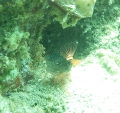 Malacoctenus triangulatus