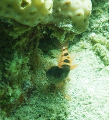 Malacoctenus triangulatus