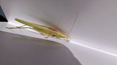 Eucaulopsis truncata