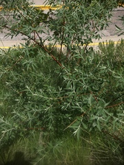 Elaeagnus angustifolia