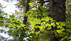 Acer glabrum douglasii