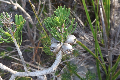 Image of Melaleuca valida by (c) Thomas Mesaglio, some rights reserved (CC BY)