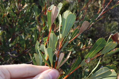 Image of Banksia oreophila by (c) Thomas Mesaglio, some rights reserved (CC BY)