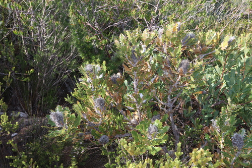 Image of Banksia heliantha by (c) Thomas Mesaglio, some rights reserved (CC BY)