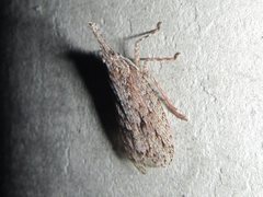 Eurinopsyche obscurata