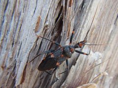 Havinthus rufovarius