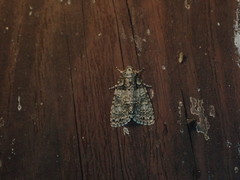 Acronicta increta