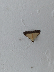 Odontiinae