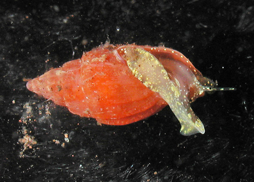 Vexillum salisburyi observed 2004-03-27