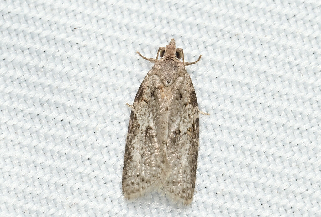 Isotenes inae