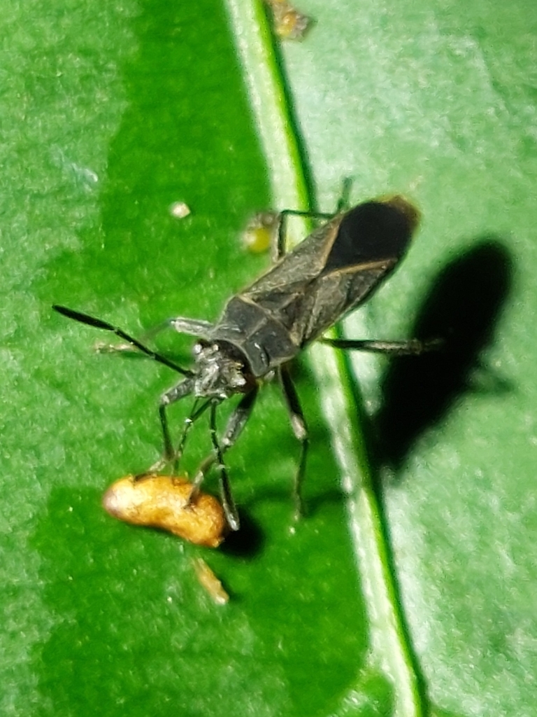 Acroleucus conchatus