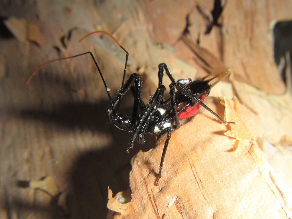 Austrovelinus
