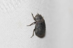 Trox scaber