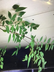 Zelkova