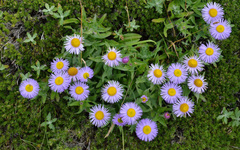 Erigeron aliceae
