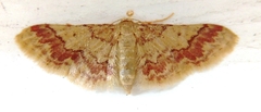 Idaea furciferata