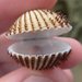 Bivalves - Photo (c) Matthew Connors, some rights reserved (CC BY-NC-SA), uploaded by Matthew Connors