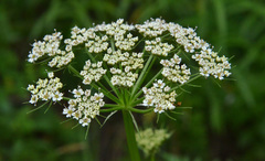 Conioselinum gmelinii
