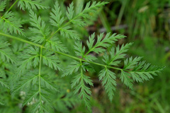 Conioselinum gmelinii
