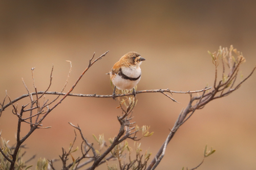 Banded Whiteface