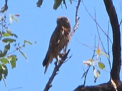 Ninox boobook boobook