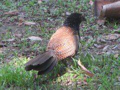 Centropus phasianinus phasianinus