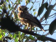 Ninox boobook boobook