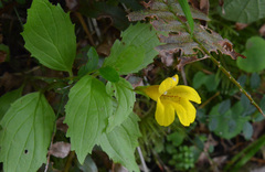 Erythranthe dentata