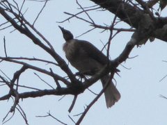 Philemon corniculatus corniculatus