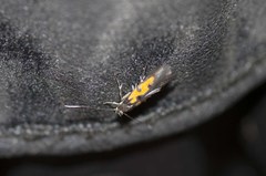 Chrysoclista linneella