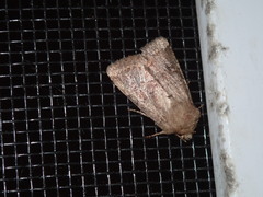 Orthosia hibisci