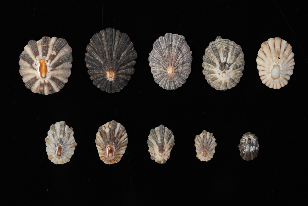 Cellana craticulata