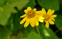 Eriophyllum lanatum lanatum
