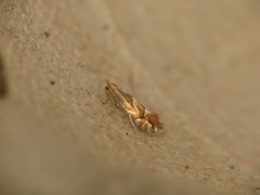 Phyllonorycter dubitella