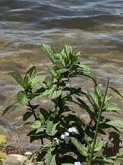 Mentha × piperita