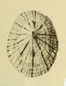 Acmaea juanina