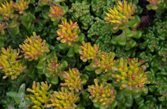 Sedum oreganum