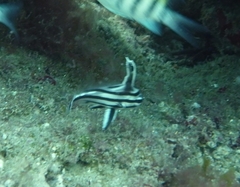 Pareques acuminatus