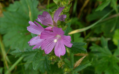 Sidalcea hirtipes