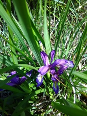 Iris graminea
