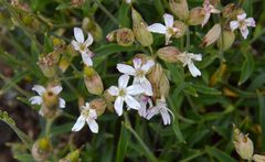 Silene douglasii