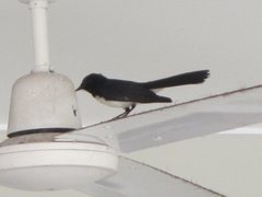 Rhipidura leucophrys picata