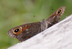 Lasiommata